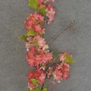 HYDRANGEA TWIG SPRAY 37"  PINK