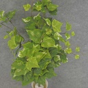 IVY HANGING BUSH 3' X8 155/LVS