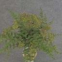 FERN BUSH W/BERRIES 14" GREEN/PURPLE