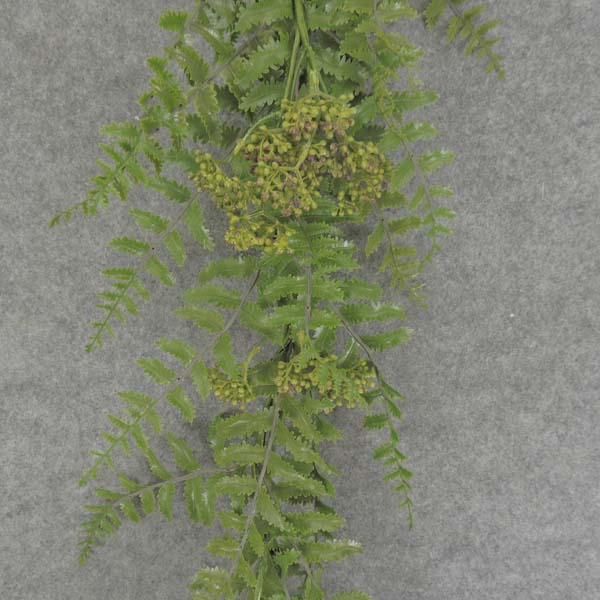 GARLAND FERN w/BERRIES 6'