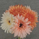 GERBERA BUNDLE X7  12"  PEACH/SALMON/BEIGE