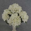 HYDRANGEA BUSH X5   18"  CREAM