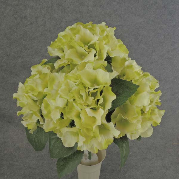 HYDRANGEA BUSH X5   18"  GREEN