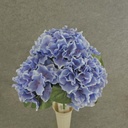 HYDRANGEA BUSH X5   18"  LAVENDER