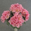 HYDRANGEA BUSH X5   18"  PINK