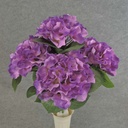 HYDRANGEA BUSH X5   18"  PURPLE