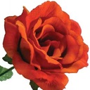 ROSE X3 LIFE LIKE  ORANGE