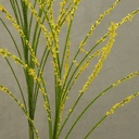 GRASS/PINE FLOCKED SPRAY 35"  YELLOW