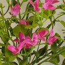 BLOSSOM PICK 17" FUSCHIA