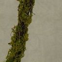 VINE 70" MOSSY