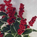 LAUREL BUSH X10 VARIEGATED 20" W/RED BERRIES