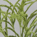 GLITTER DRYANDRA GRASS BUSH  GREEN