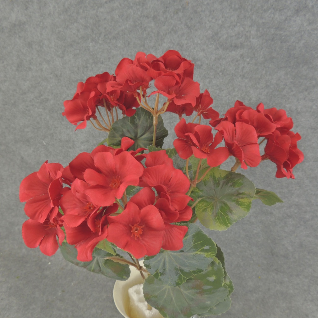 GERANIUM BUSH 14.5" X7 RED     