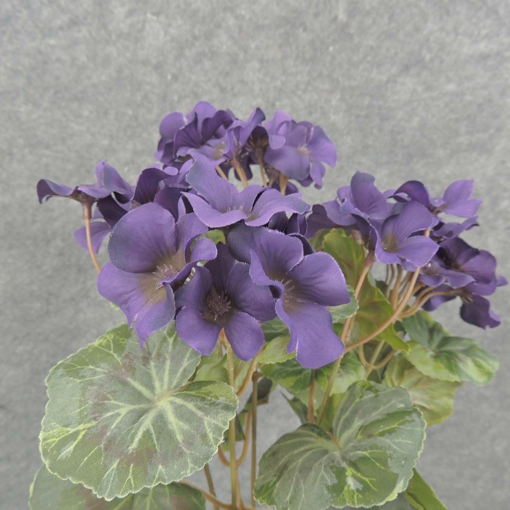 GERANIUM BUSH 14.5" X7 PURPLE