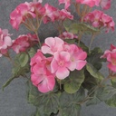 GERANIUM BUSH 18" X9  PINK