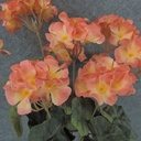 GERANIUM BUSH 18" X9 SALMON