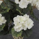 GERANIUM BUSH 18" X9 WHITE