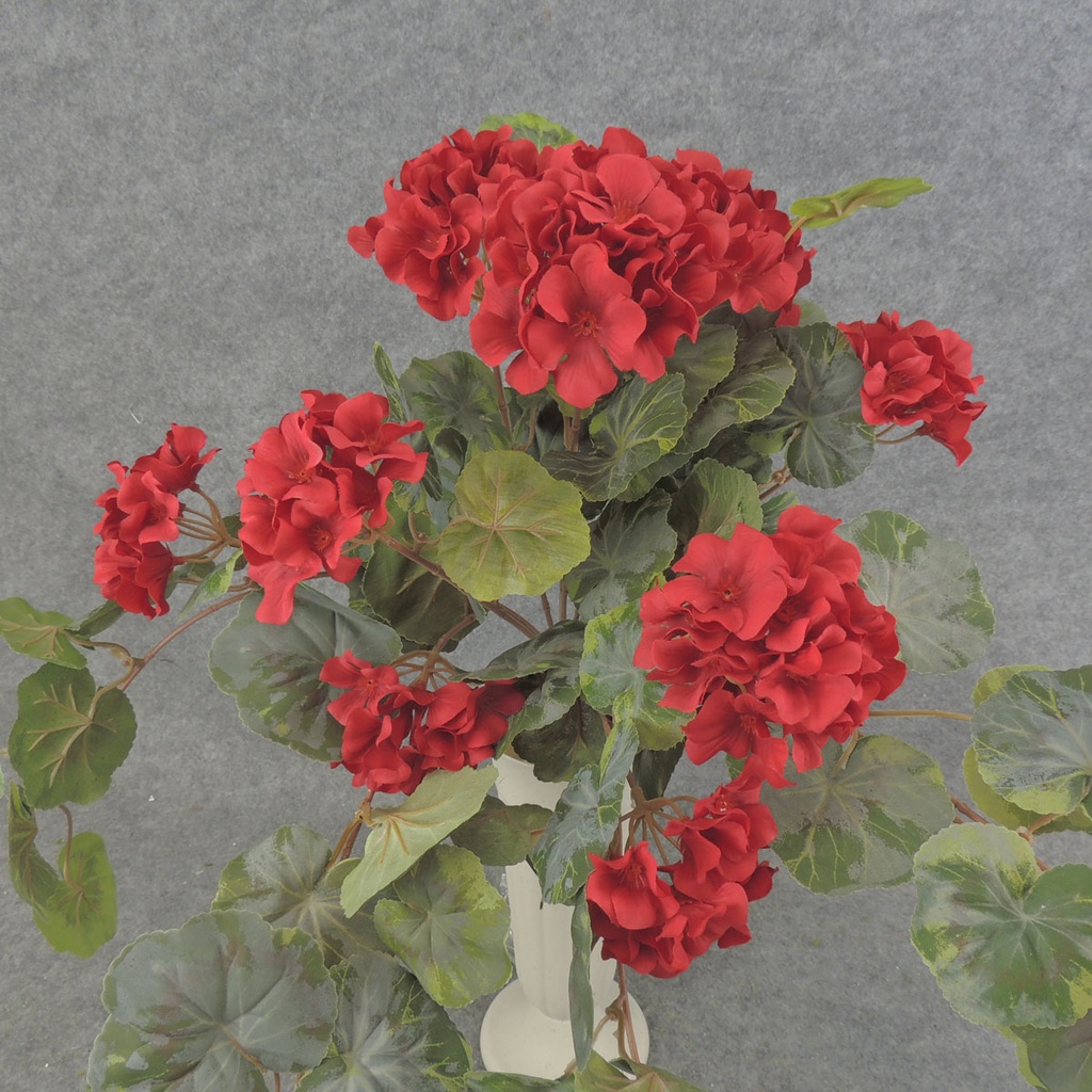 GERANIUM BUSH W/VINES 20x15"    X12 RED