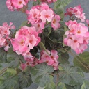 GERANIUM BUSH W/VINES 20x15"    X12 PINK