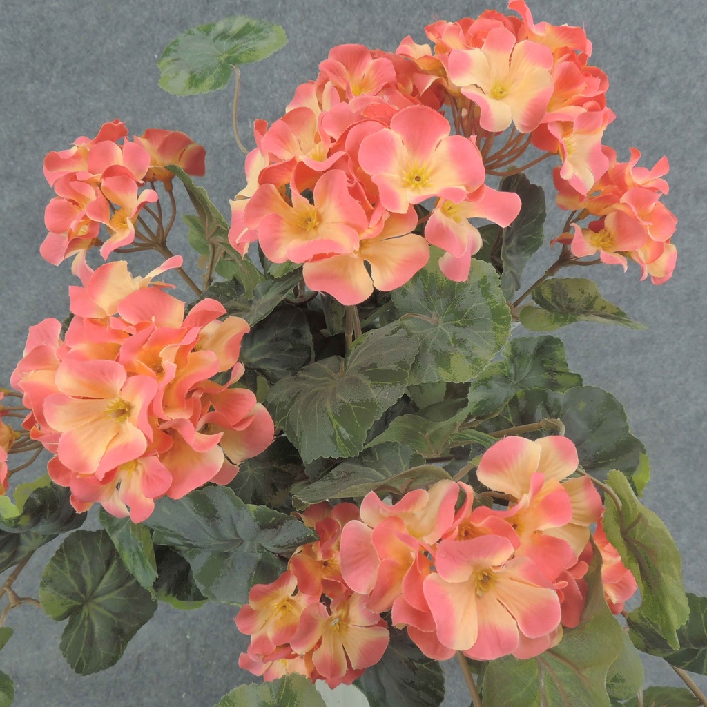 GERANIUM BUSH W/VINES 20x15"    X12 SALMON