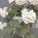 GERANIUM BUSH W/VINES 20x15"    X12 WHITE