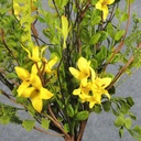 FORSYTHIA MIXED PICK 16"