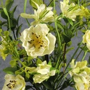 FLOWERING MIXED PICK 15" YELLOW/CREAM