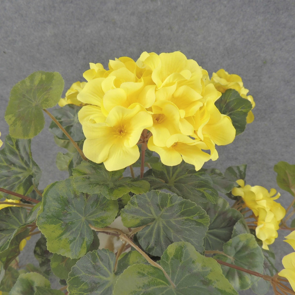 GERANIUM BUSH W/VINES 20x15"    X12 YELLOW