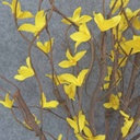 FORSYTHIA TWIG BUSH X9 23"