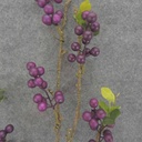 BERRY TWIG SPRAY X3 48"  PURPLE