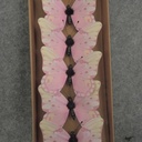 BUTTERFLY PRINTED 3&quot; W/WIRE 6/BOX PINK/CREAM