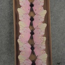 BUTTERFLY PRINTED 3" W/WIRE 6/BOX PINK/CREAM