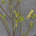 40&quot; FLOWERING TWIG SPRAY H.WRAP  YELLOW