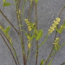 40" FLOWERING TWIG SPRAY H.WRAP  YELLOW