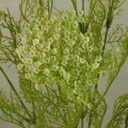 DILL SPRAY X2 28" (3/BUNDLE)  CREAM/GREEN