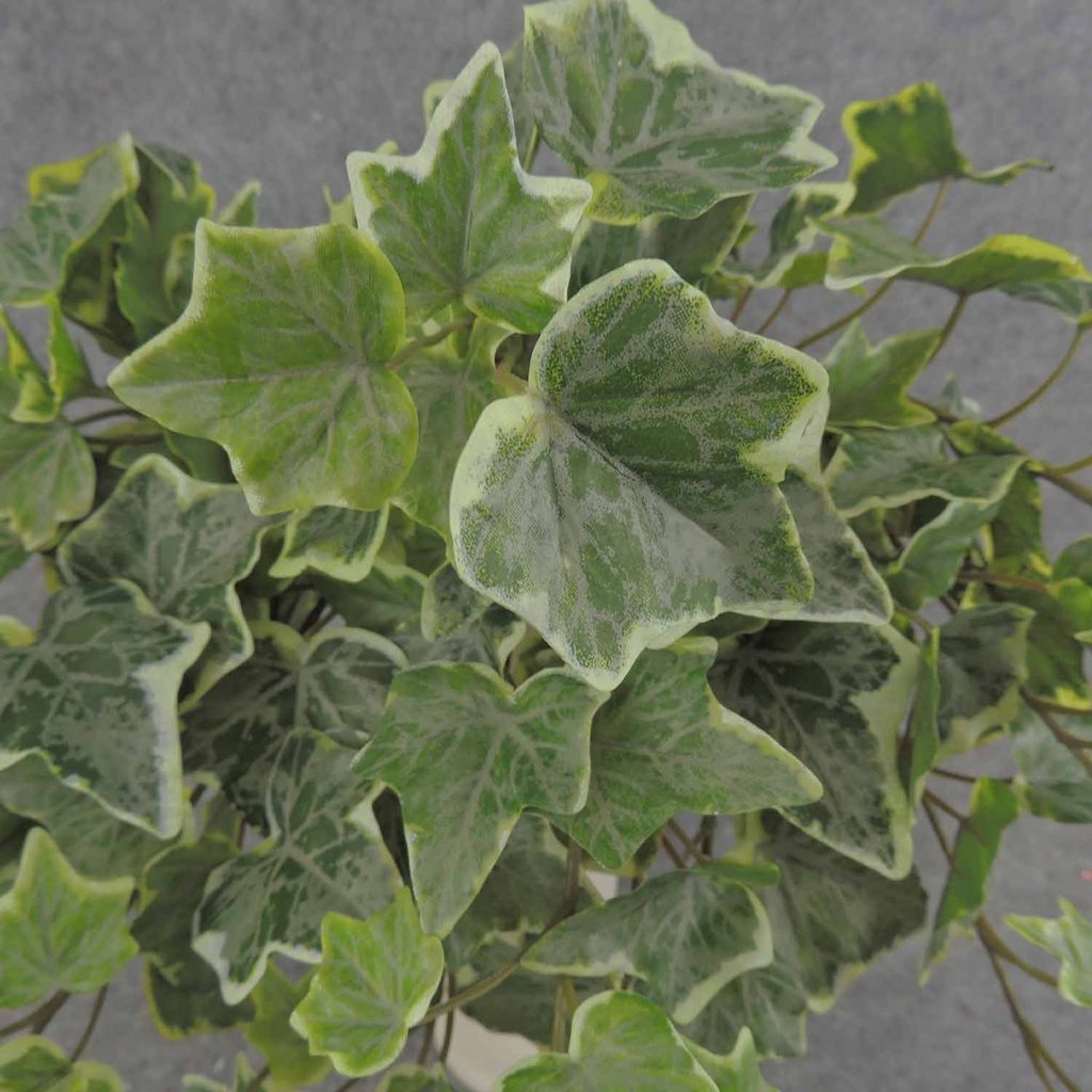 IVY ENGLISH BUSH VINE 146 LVS FROSTED