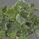 IVY ENGLISH BUSH VINE 146 LVS FROSTED