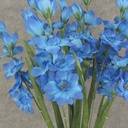 DELPHINIUM BUSH X12 21"  BLUE