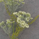 QUEEN ANNES LACE STEM 26" CREAM 