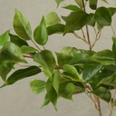 FICUS SPRAY X3 34" W/106 LVS