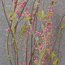 BUBBLEBERRY TWIG SPRAY 42&quot; HOT PINK