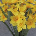 DELPHINIUM BUSH X12 21"  DARK YELLOW