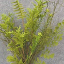 FOLIAGE/TWIG PICK 13" W/MOSS 