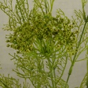 DILL SPRAY X2 28" (3/BUNDLE)  GREEN