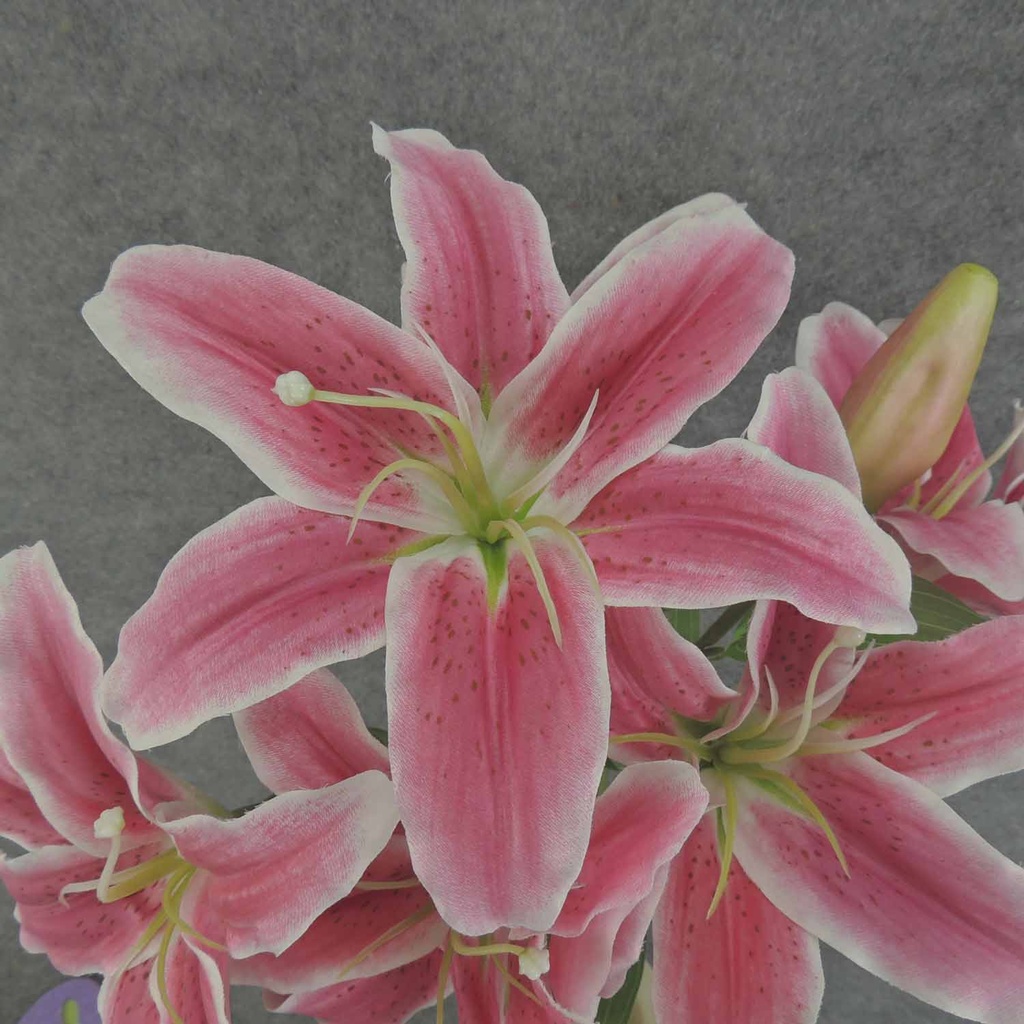 LILY BUSH X9 21" 8" dia  RUBRUM