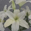 LILY BUSH X9 21" 8" dia WHITE CASABLANCA