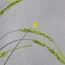 GRASS ONION W/BUBBLEBERRIES 36" (6/BAG)