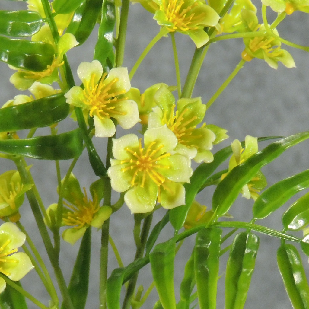 WAXFLOWER SPRAY X3 31" GREEN