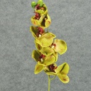 PHALAENOPSIS X9 SPRAY 32" GREEN