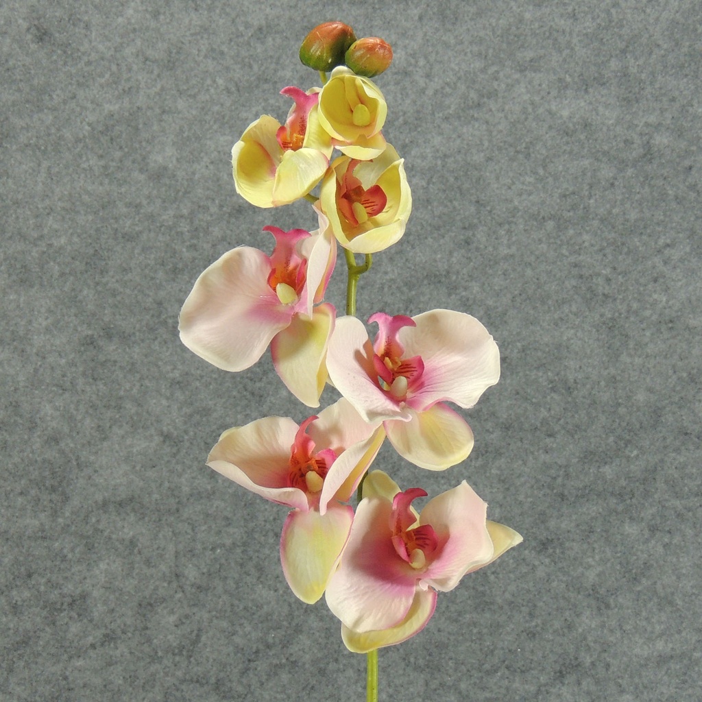 PHALAENOPSIS X9 SPRAY 32" PINK